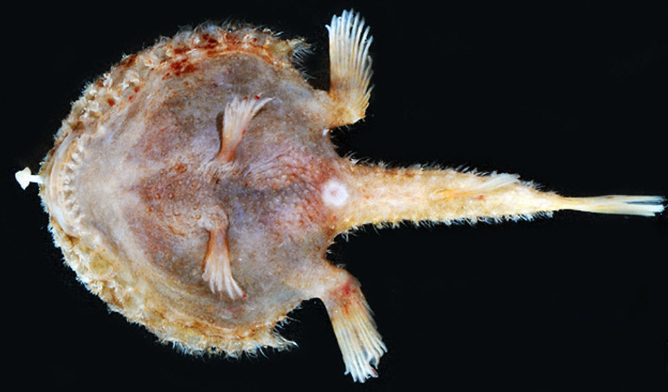 Dibranchus atlanticus_04.jpg